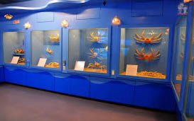 螃蟹博物館
